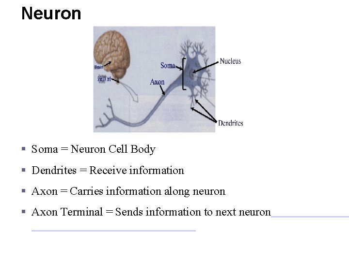 Neuron § Soma = Neuron Cell Body § Dendrites = Receive information § Axon