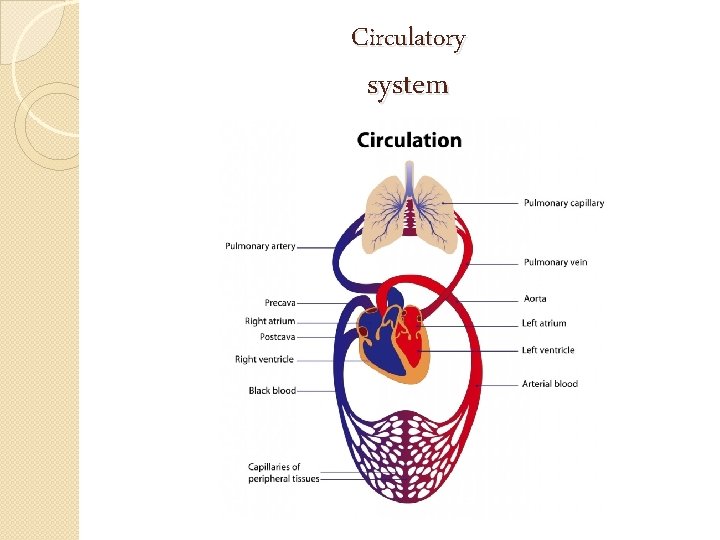 Circulatory system 