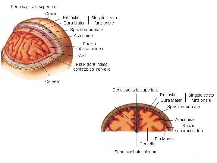 Seno sagittale superiore Cranio Periostio Dura Mater Singolo strato funzionale Spazio subdurale Aracnoide Spazio