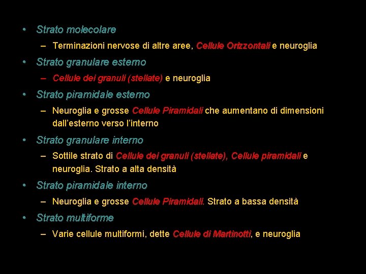  • Strato molecolare – Terminazioni nervose di altre aree, Cellule Orizzontali e neuroglia