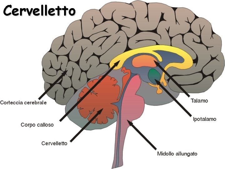 Cervelletto 
