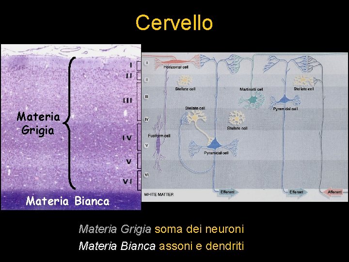 Cervello Materia Grigia Materia Bianca Materia Grigia soma dei neuroni Materia Bianca assoni e