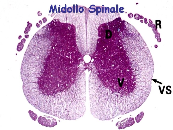 Midollo Spinale 