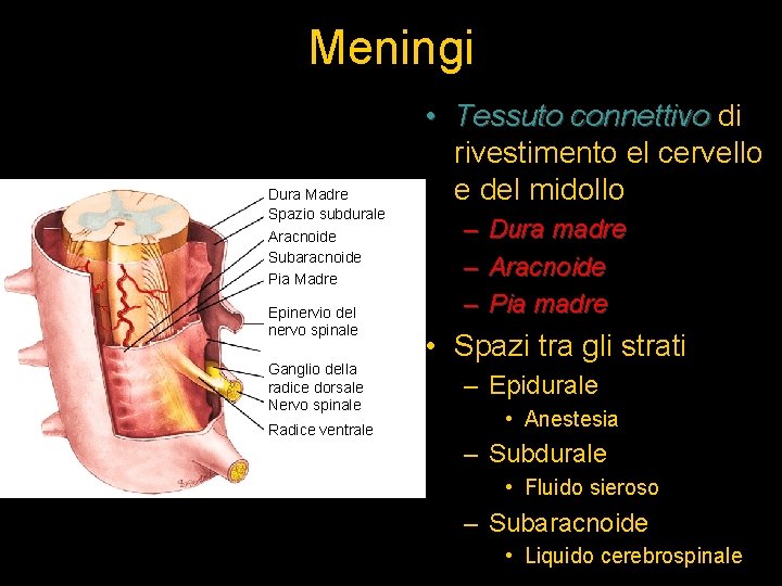 Meningi Dura Madre Spazio subdurale Aracnoide Subaracnoide Pia Madre Epinervio del nervo spinale Ganglio