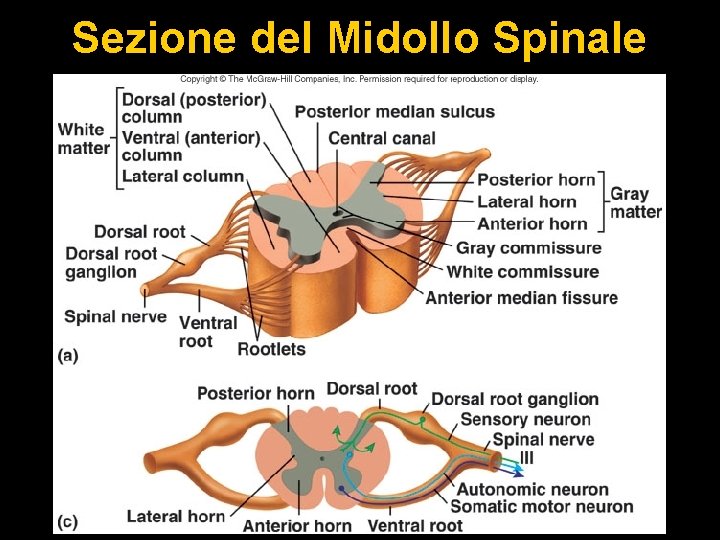 Sezione del Midollo Spinale 