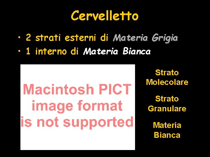 Cervelletto • 2 strati esterni di Materia Grigia • 1 interno di Materia Bianca