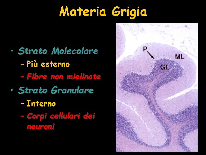 Materia Grigia • Strato Molecolare – Più esterno – Fibre non mielinate • Strato