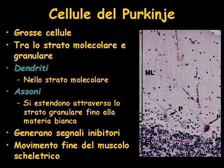 Cellule del Purkinje • Grosse cellule • Tra lo strato molecolare e granulare •