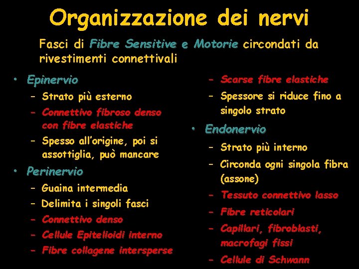 Organizzazione dei nervi Fasci di Fibre Sensitive e Motorie circondati da rivestimenti connettivali •
