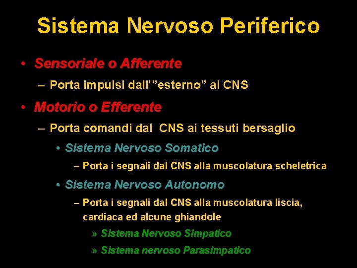 Sistema Nervoso Periferico • Sensoriale o Afferente – Porta impulsi dall’”esterno” al CNS •