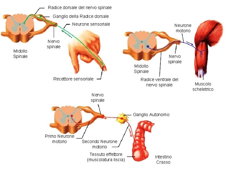 Radice dorsale del nervo spinale Ganglio della Radice dorsale Neurone sensoriale Midollo Spinale Neurone