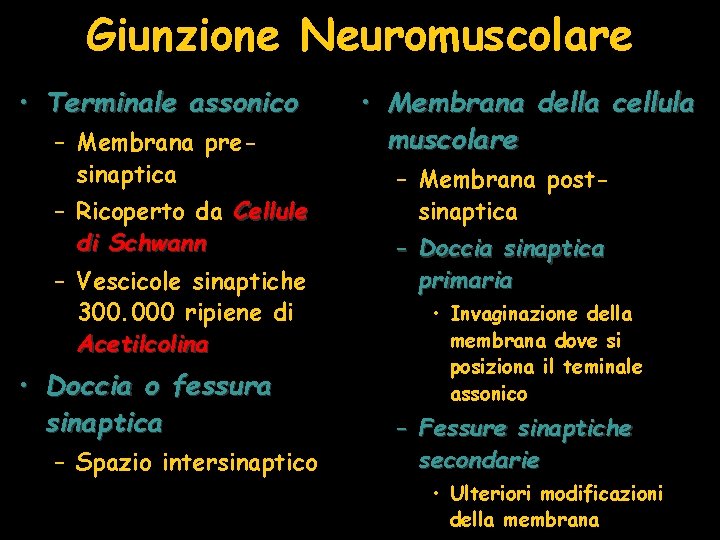 Giunzione Neuromuscolare • Terminale assonico – Membrana presinaptica – Ricoperto da Cellule di Schwann