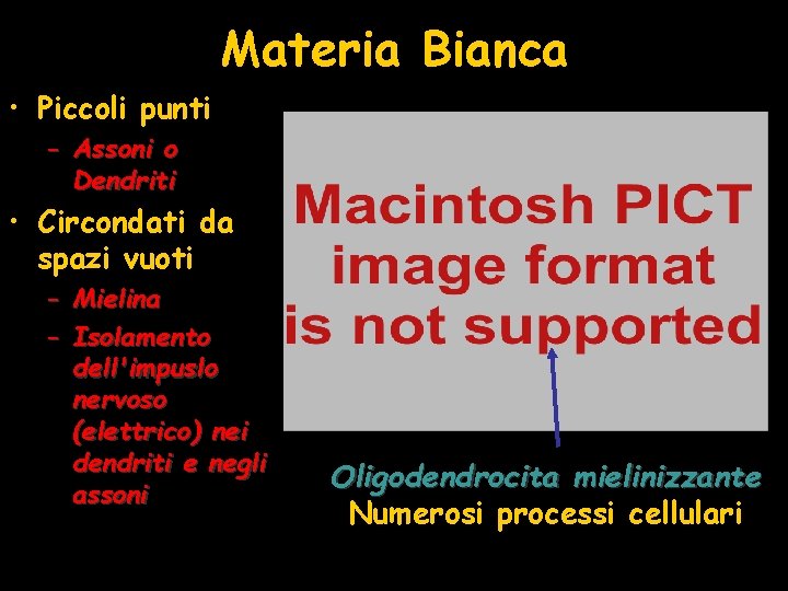 Materia Bianca • Piccoli punti – Assoni o Dendriti • Circondati da spazi vuoti