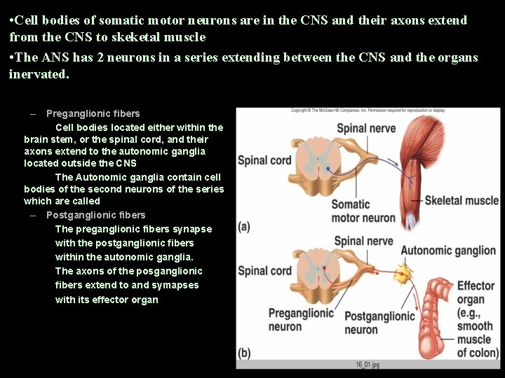  • Cell bodies of somatic motor neurons are in the CNS and their