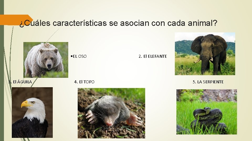 ¿Cuáles características se asocian con cada animal? • EL OSO 3. El ÁGUILA 4.