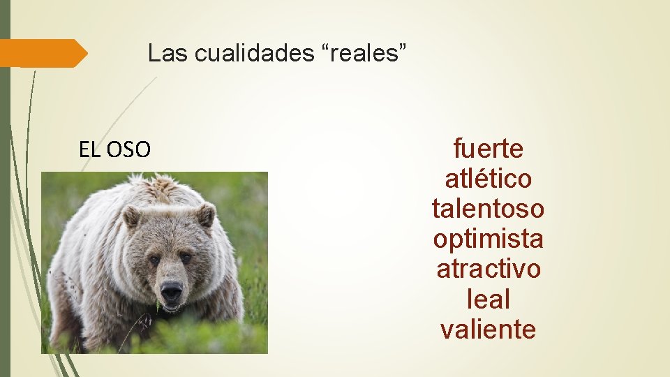 Las cualidades “reales” EL OSO fuerte atlético talentoso optimista atractivo leal valiente 