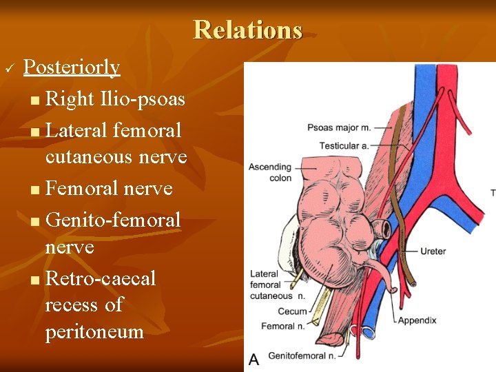 Relations ü Posteriorly n Right Ilio-psoas n Lateral femoral cutaneous nerve n Femoral nerve