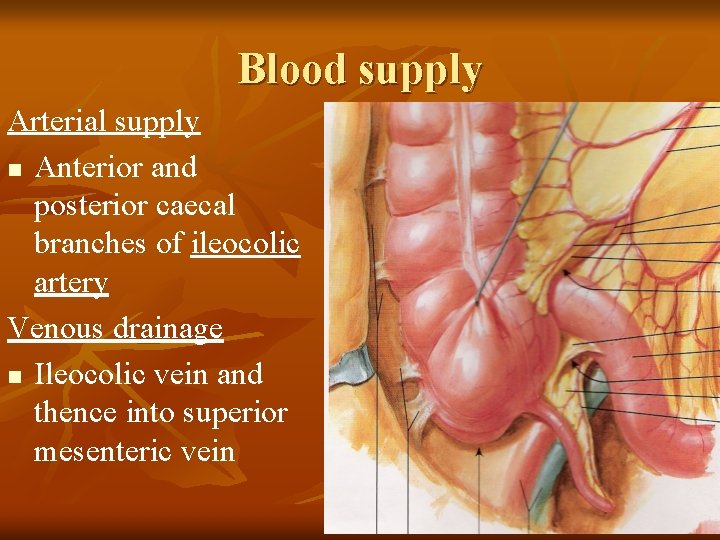 Blood supply Arterial supply n Anterior and posterior caecal branches of ileocolic artery Venous