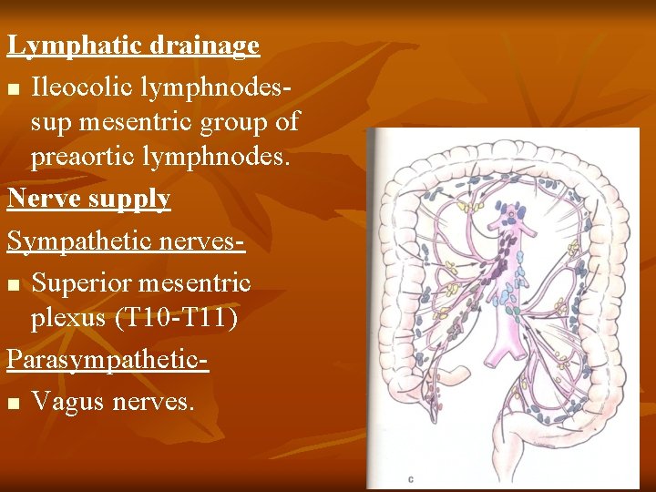 Lymphatic drainage n Ileocolic lymphnodessup mesentric group of preaortic lymphnodes. Nerve supply Sympathetic nervesn