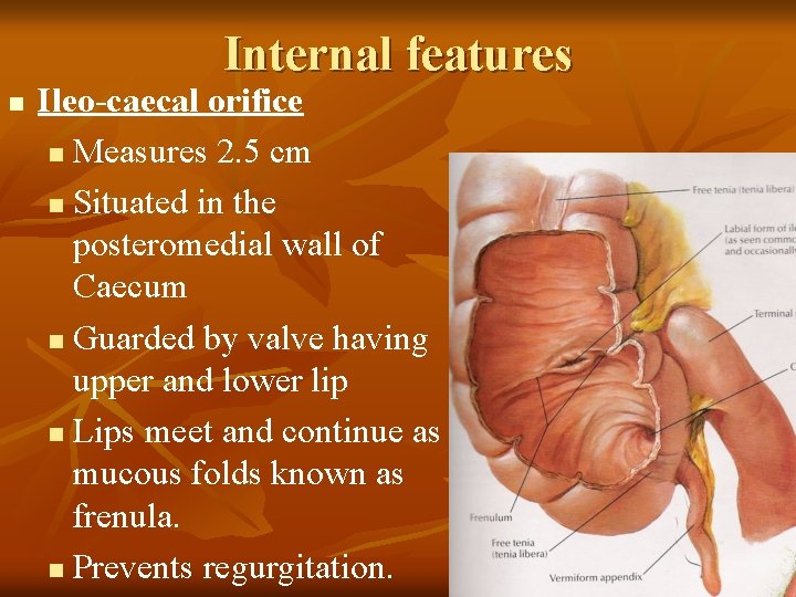Internal features n Ileo-caecal orifice n Measures 2. 5 cm n Situated in the