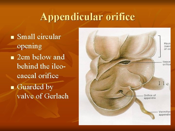 Appendicular orifice n n n Small circular opening 2 cm below and behind the