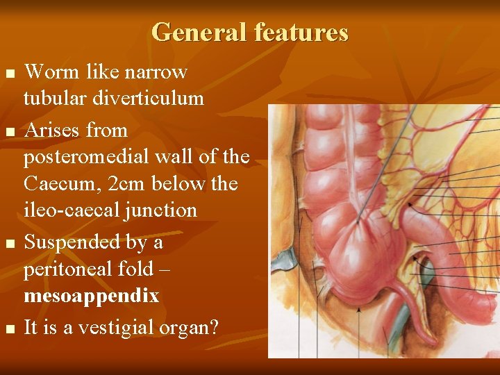 General features n n Worm like narrow tubular diverticulum Arises from posteromedial wall of