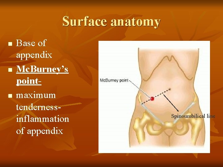 Surface anatomy n n n Base of appendix Mc. Burney’s pointmaximum tendernessinflammation of appendix