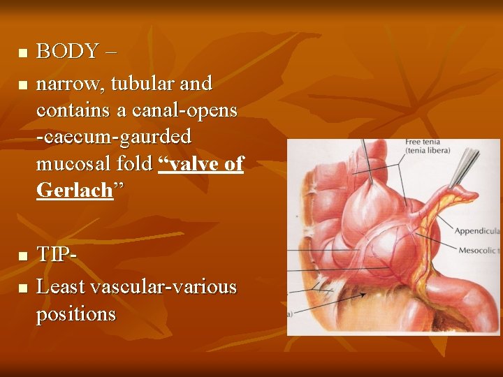 n n BODY – narrow, tubular and contains a canal-opens -caecum-gaurded mucosal fold “valve