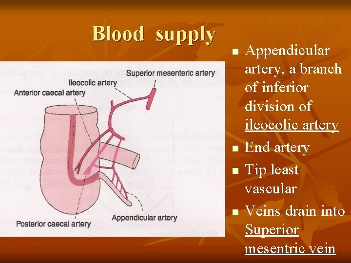 Blood supply n n Appendicular artery, a branch of inferior division of ileocolic artery