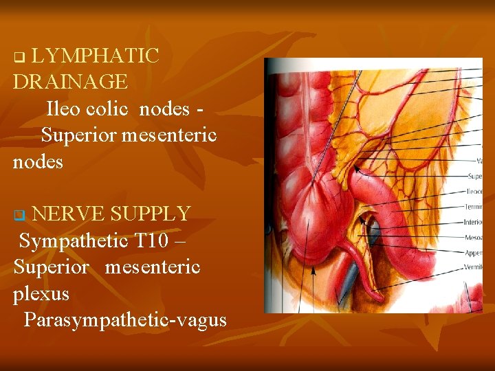 LYMPHATIC DRAINAGE Ileo colic nodes Superior mesenteric nodes q NERVE SUPPLY Sympathetic T 10