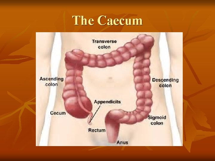 The Caecum 