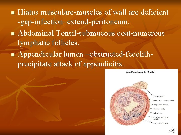 n n n Hiatus musculare-muscles of wall are deficient -gap-infection–extend-peritoneum. Abdominal Tonsil-submucous coat-numerous lymphatic