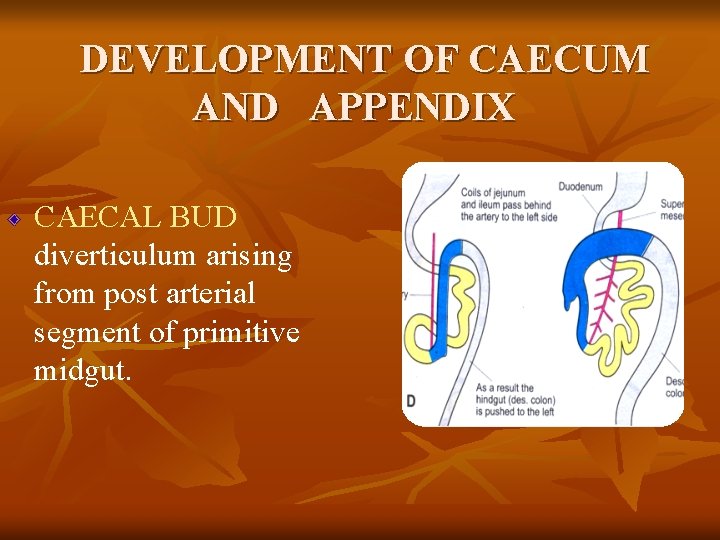 DEVELOPMENT OF CAECUM AND APPENDIX CAECAL BUD diverticulum arising from post arterial segment of