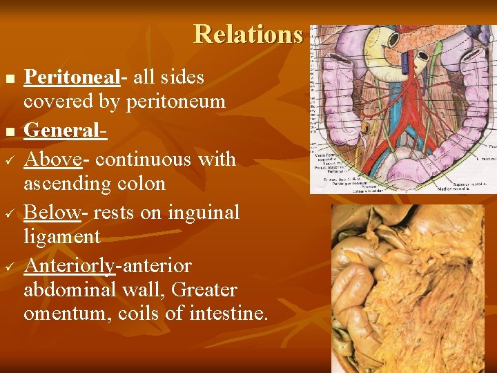 Relations n n ü ü ü Peritoneal- all sides covered by peritoneum General. Above-