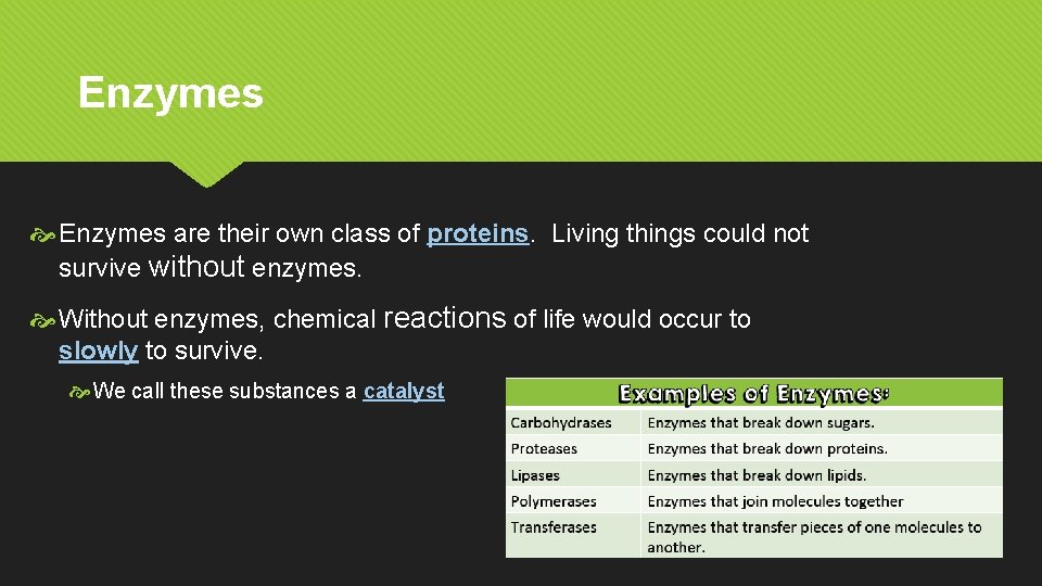 Enzymes are their own class of proteins. Living things could not survive without enzymes.