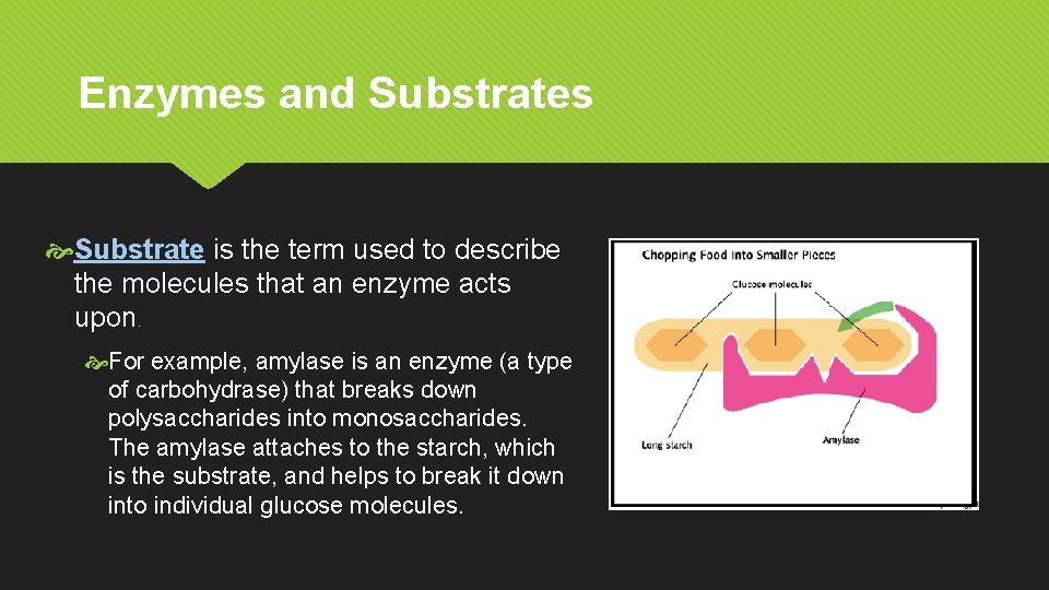 Enzymes and Substrates Substrate is the term used to describe the molecules that an