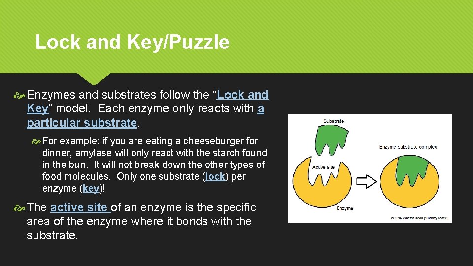 Lock and Key/Puzzle Enzymes and substrates follow the “Lock and Key” model. Each enzyme