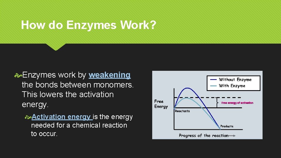 How do Enzymes Work? Enzymes work by weakening the bonds between monomers. This lowers