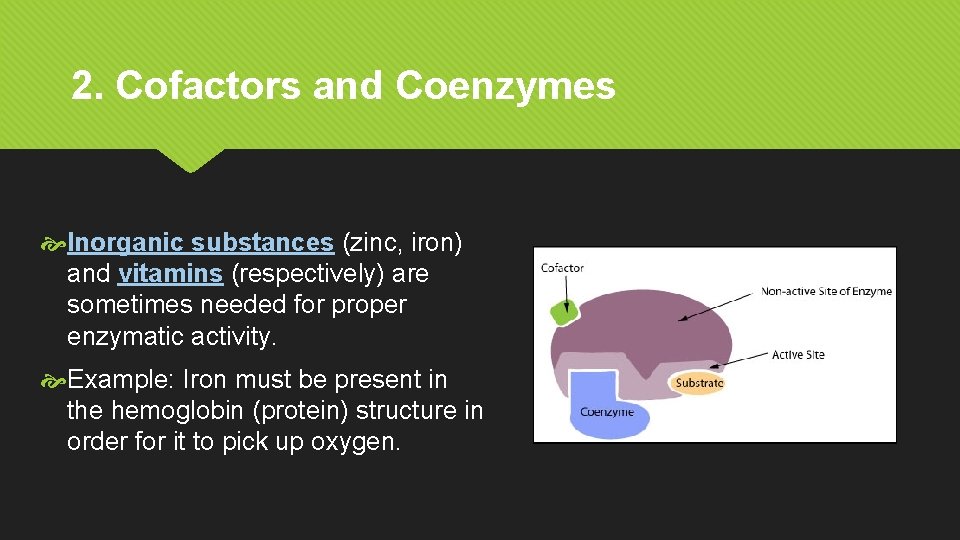 2. Cofactors and Coenzymes Inorganic substances (zinc, iron) and vitamins (respectively) are sometimes needed