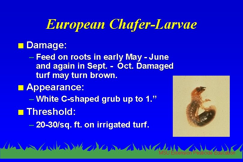 European Chafer-Larvae n Damage: – Feed on roots in early May - June and