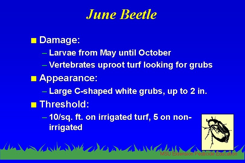 June Beetle n Damage: – Larvae from May until October – Vertebrates uproot turf