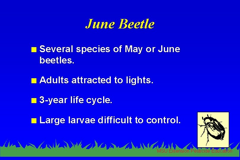 June Beetle n Several species of May or June beetles. n Adults attracted to