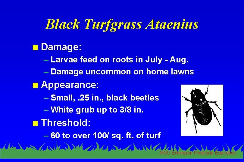 Black Turfgrass Ataenius n Damage: – Larvae feed on roots in July - Aug.