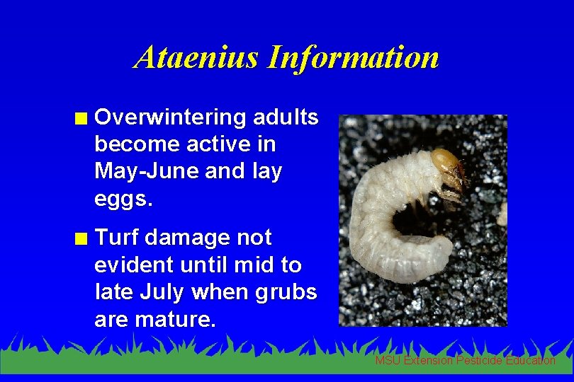 Ataenius Information n Overwintering adults become active in May-June and lay eggs. n Turf