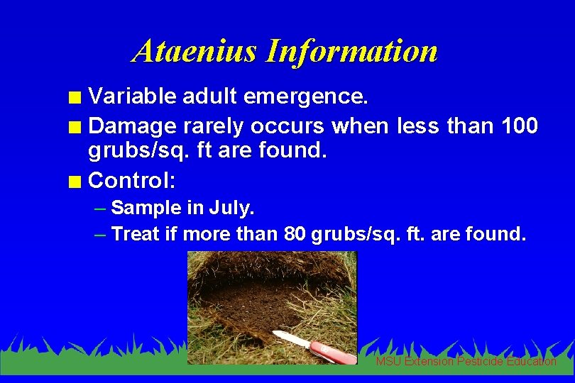 Ataenius Information Variable adult emergence. n Damage rarely occurs when less than 100 grubs/sq.