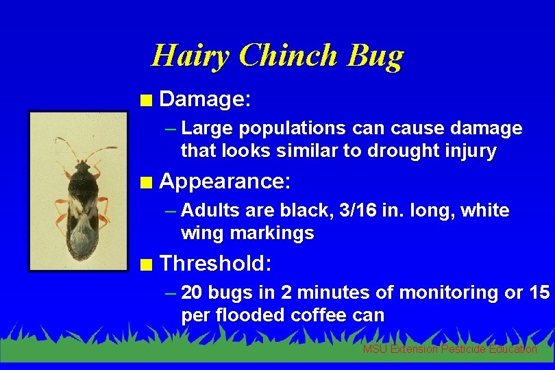 Hairy Chinch Bug n Damage: – Large populations can cause damage that looks similar
