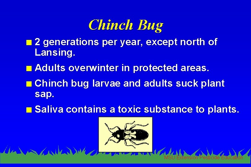 Chinch Bug n 2 generations per year, except north of Lansing. n Adults overwinter