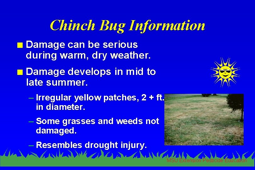 Chinch Bug Information n Damage can be serious during warm, dry weather. n Damage