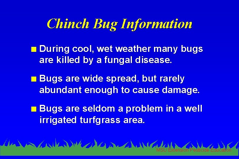 Chinch Bug Information n During cool, wet weather many bugs are killed by a