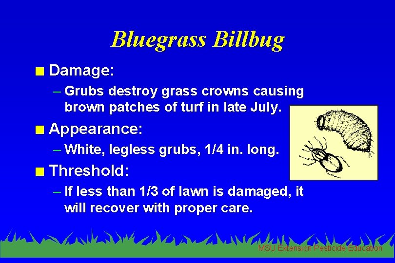 Bluegrass Billbug n Damage: – Grubs destroy grass crowns causing brown patches of turf
